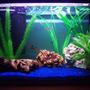20 gallons freshwater fish tank (mostly fish and non-living decorations) - First tank