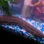 freshwater fish - protopterus annectens - african lungfish stocking in 75 gallons tank - African Lung fish