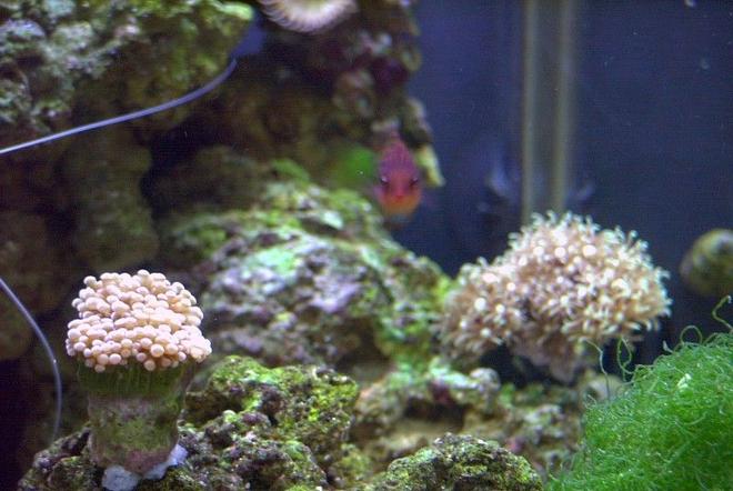 corals inverts - briareum sp. - starburst polyp stocking in 14 gallons tank - Little frag of Torch Coral and Starburst Polyps in distance