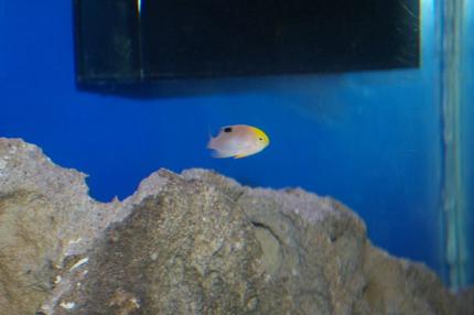 saltwater fish - chrysiptera talboti - talbot's damselfish stocking in 40 gallons tank - unknown damsel