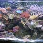 90 gallons reef tank (mostly live coral and fish) - My updates 90 gallon reef Tank