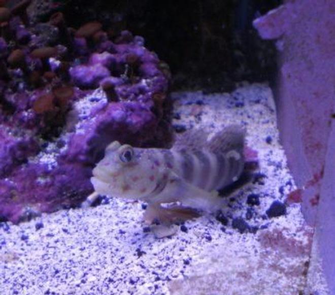 90 gallons saltwater fish tank (mostly fish, little/no live coral) - Goby