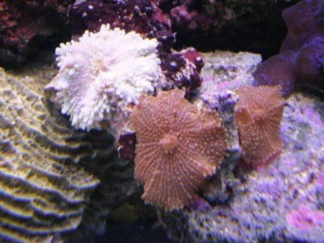 corals inverts - ricordea yuma - ricordea mushroom stocking in 90 gallons tank - Red and Lilac yuma Mushrooms