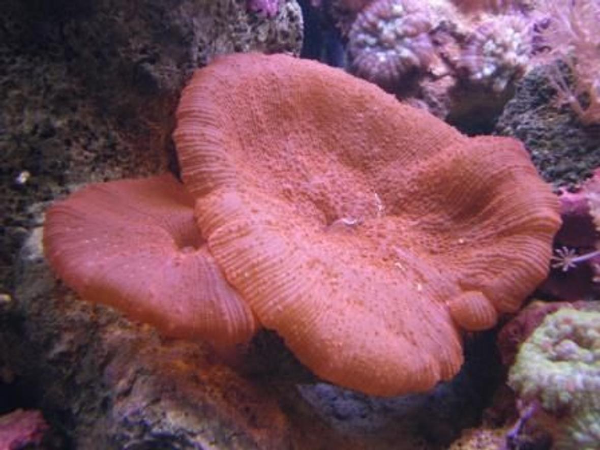 corals inverts - actinodiscus sp. - red mushroom stocking in 90 gallons tank - Big red Mushrooms