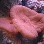 corals inverts - actinodiscus sp. - red mushroom stocking in 90 gallons tank - Big red Mushrooms