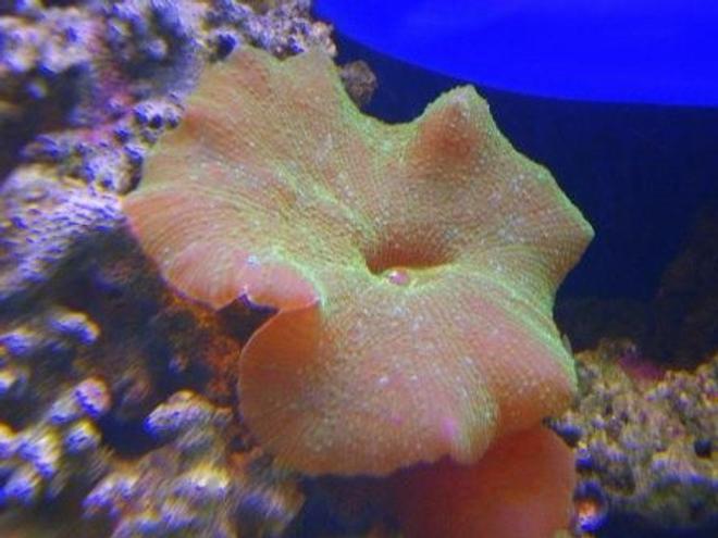 corals inverts - actinodiscus sp. - green fluorescent mushroom stocking in 90 gallons tank - green mushroom