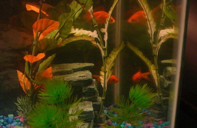 freshwater fish - carassius auratus - fantail goldfish stocking in 10 gallons tank - my two goldfish (tetris and darcey) looking at there reflections.  : D
Tetris is on the top and Darcey is on the bottom.