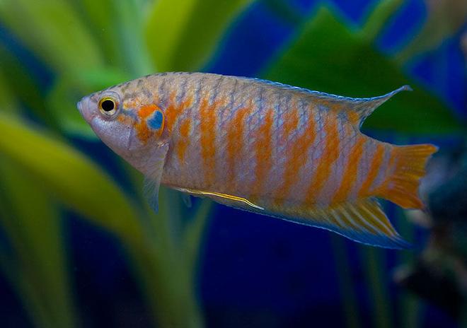 freshwater fish - macropodus opercularis - blue paradise stocking in 45 gallons tank - red paradised gourami.