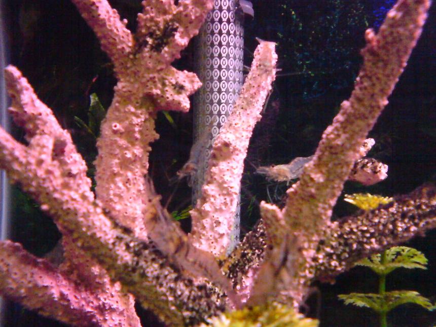 Rated #103: Corals Inverts - Paleomonetes Sp. - Ghost Shrimp Stocking In 29 Gallons Tank - Lots of Ghost Shrimp