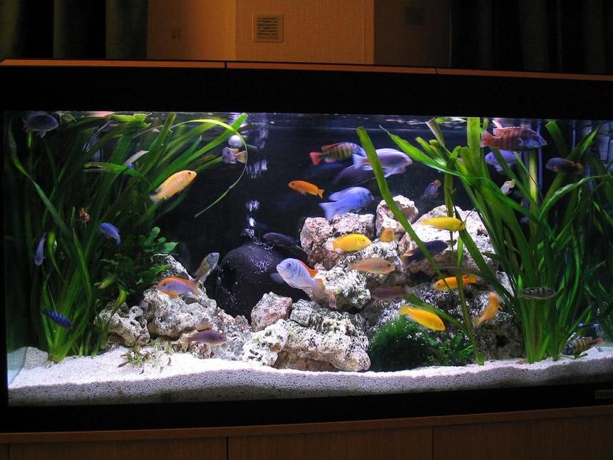 Rated #21: 45 Gallons Freshwater Fish Tank - Lake Malawi setup