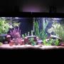 fish tank picture - 55g AC110 Penguin 350 200w Penplax heater Green severum Firemouth