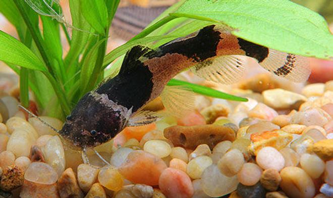 freshwater fish - pseudopimelodus raninus - bumble bee catfish stocking in 45 gallons tank - bumblebee catfish