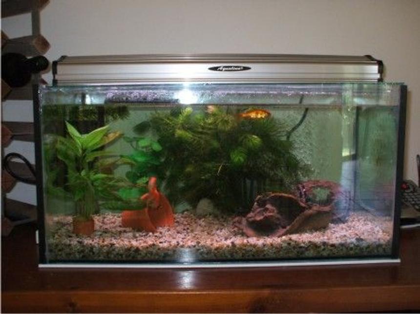 Rated #265: 20 Gallons Planted Tank - 20 gallon goldfish tank