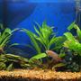 45 gallons planted tank (mostly live plants and fish) - My whole tank...