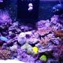 40 gallons reef tank (mostly live coral and fish) - right half