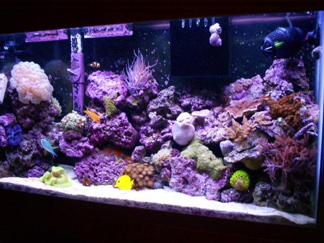 40 gallons reef tank (mostly live coral and fish) - my reef