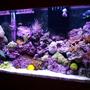 40 gallons reef tank (mostly live coral and fish) - my reef