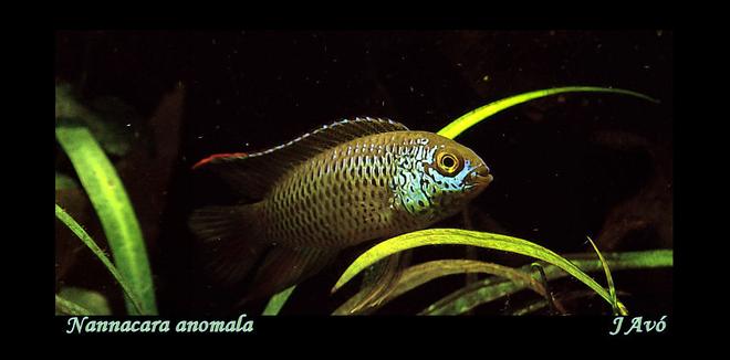 freshwater fish - nannacara anomala - golden dwarf cichlid stocking in 15 gallons tank - Nannacara anomala (male)