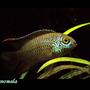 freshwater fish - nannacara anomala - golden dwarf cichlid stocking in 15 gallons tank - Nannacara anomala (male)