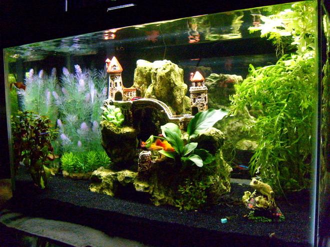 10 gallons planted tank (mostly live plants and fish) - ...