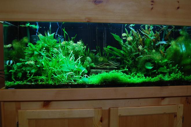 60 gallons planted tank (mostly live plants and fish) - 60 Gal. Planted tank with pressurized CO2