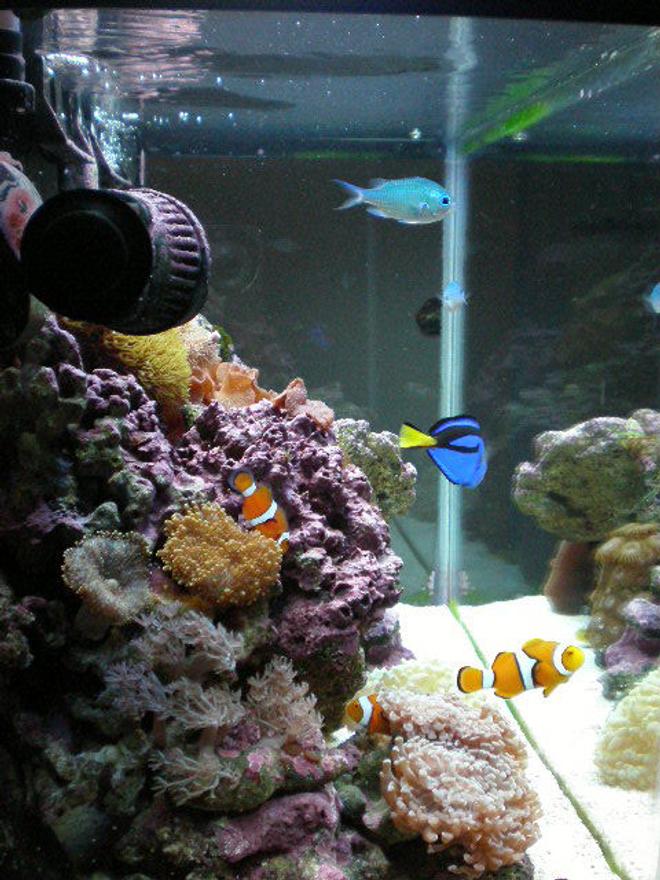 20 gallons reef tank (mostly live coral and fish) - after 7 months