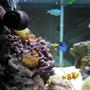 20 gallons reef tank (mostly live coral and fish) - after 7 months