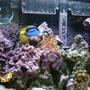 20 gallons reef tank (mostly live coral and fish) - after 7 months