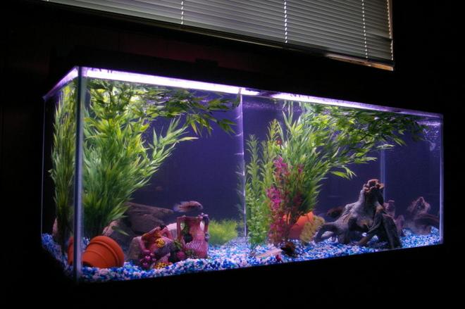 75 gallons freshwater fish tank (mostly fish and non-living decorations) - 75 gallon freshwater cichlid tank