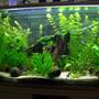 166 gallons planted tank (mostly live plants and fish) - 470L
