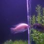 freshwater fish - archocentrus nigrofasciatus - pink convict cichlid stocking in 75 gallons tank - Both of my male convicts fighting
