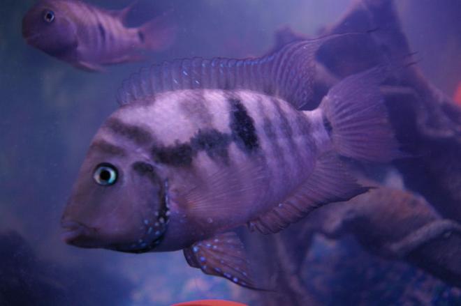 75 gallons freshwater fish tank (mostly fish and non-living decorations) - Female black convict ( I think )