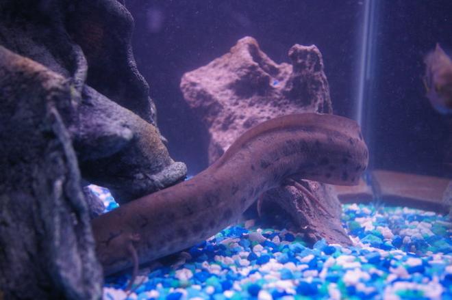freshwater fish - lungfish stocking in 75 gallons tank - My lung fish he is so wierd he stayed like that for almost an hour and no its not cause he dead