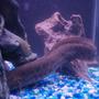 freshwater fish - lungfish stocking in 75 gallons tank - My lung fish he is so wierd he stayed like that for almost an hour and no its not cause he dead