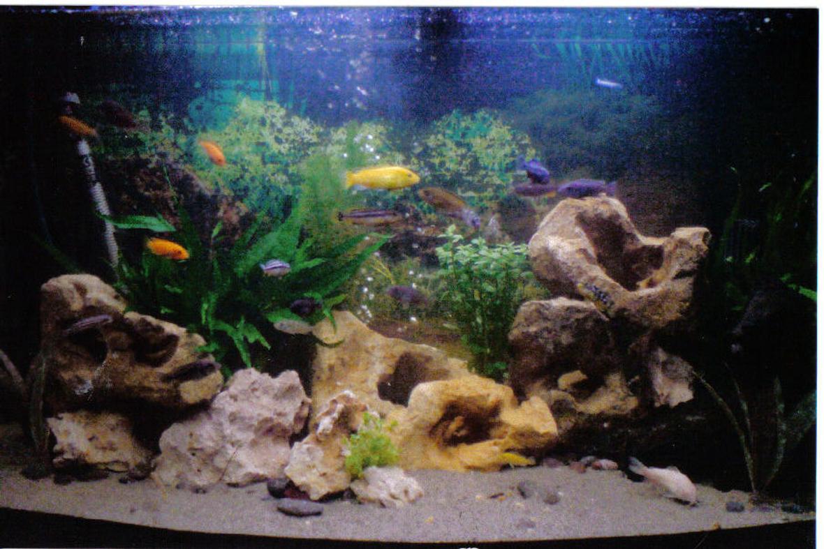 50 gallons freshwater fish tank (mostly fish and non-living decorations) - Malawi Cichlids, mixed