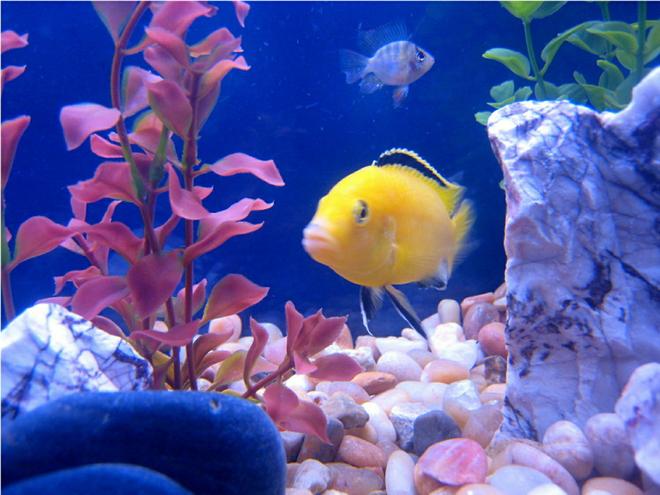 freshwater fish - labidochromis caeruleus - electric yellow cichlid stocking in 55 gallons tank - fish