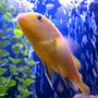 freshwater fish - pseudotropheus estherae - red zebra cichlid stocking in 55 gallons tank - fish