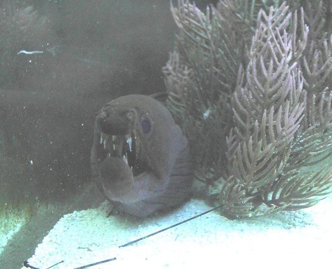 saltwater fish - enchelynassa canina - viper moray eel stocking in 110 gallons tank - viper eel