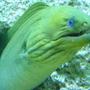 saltwater fish - gymnothorax funebris - green eel stocking in 110 gallons tank - greeny hanging out one of his holes