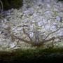 corals inverts - stenorhynchus seticornis - arrow crab stocking in 14 gallons tank - Frilly Arrow Crab