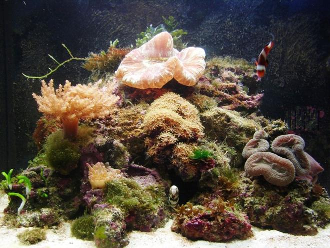 29 gallons reef tank (mostly live coral and fish) - 29 Gallon Biocube. Eel coming out to say hello, front and center.