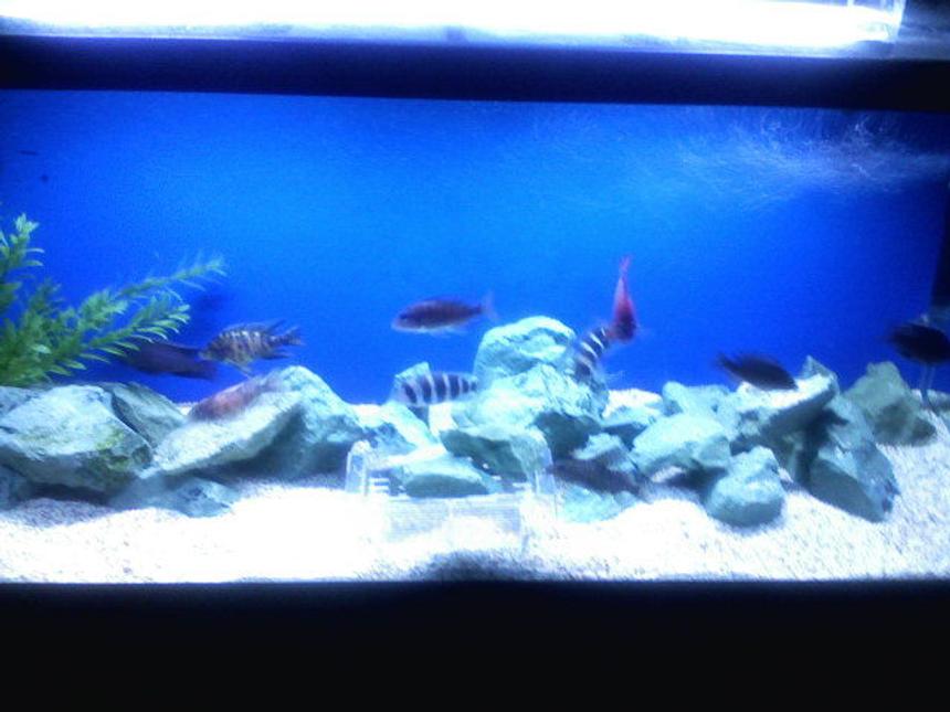 Rated #2222: 75 Gallons Freshwater Fish Tank - kinda blurry