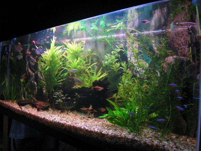 67 gallons planted tank (mostly live plants and fish) - Planted tank