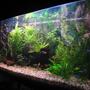 67 gallons planted tank (mostly live plants and fish) - Planted tank