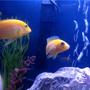 freshwater fish - pseudotropheus estherae - red zebra cichlid stocking in 55 gallons tank - fish