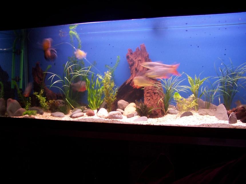 Rated #2375: 150 Gallons Freshwater Fish Tank - my tank