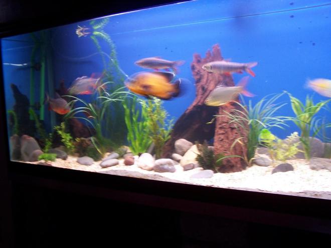 150 gallons freshwater fish tank (mostly fish and non-living decorations) - my tank pic 2