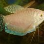 freshwater fish - trichogaster trichopterus - blue gourami stocking in 70 gallons tank - gorami