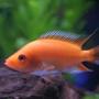 freshwater fish - amphilophus labiatus - red devil stocking in 46 gallons tank - 3 inch Midus
