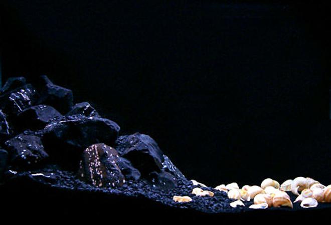 29 gallons freshwater fish tank (mostly fish and non-living decorations) - The Black Landslide